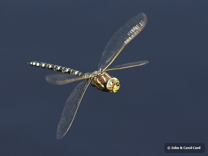 J16_2520 Aeshna juncea male in flight.JPG